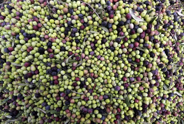 Olives recently harvested in Tebourba, outside Tunis, Tunisia, 17 November 2021