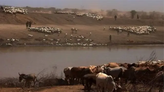 Xoolo dhaqato