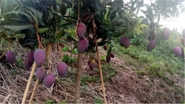 প্রচলিত আমের বাইরেও নতুন নতুন জাত আসছে। এটি সূর্যডিম আমের বাগান।