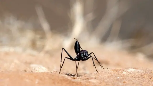 Hormiga