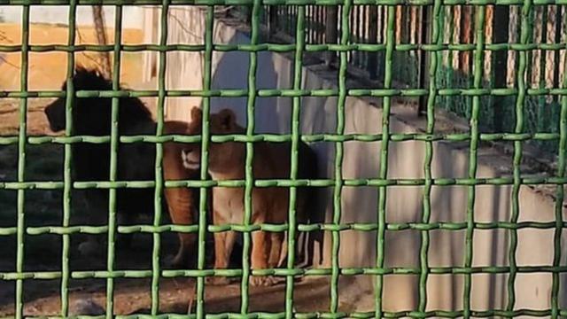 Arak Zoo Iran Two lions kill zoo keeper and escape from cage