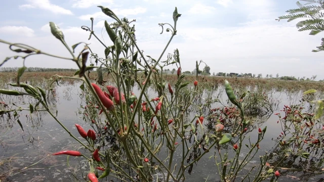 مرچ کی قیمتوں میں ریکارڈ اضافہ