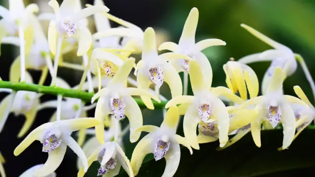 Festival de orquídeas de Kew Gardens
