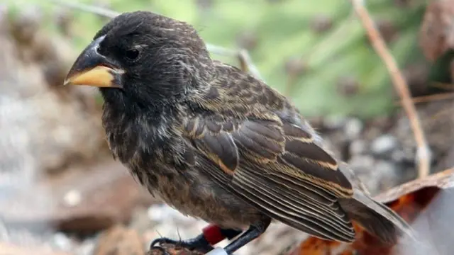 Ave. Foto: P.R. Grant.