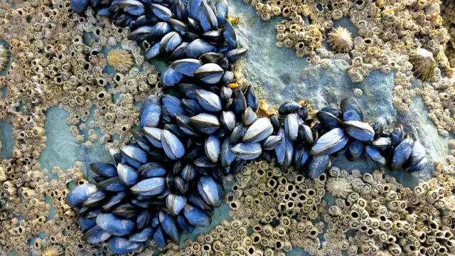Устрицы на камне