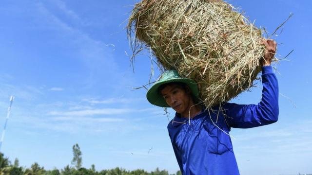 Вьетнамский фермер