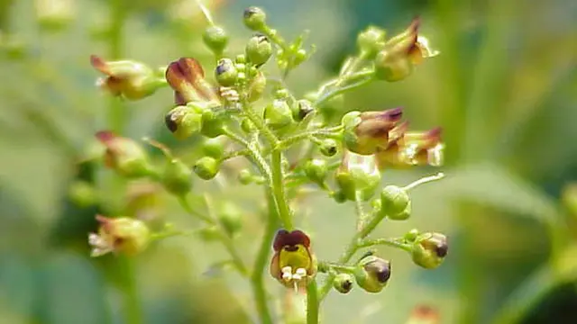 Соцветие крупным планом