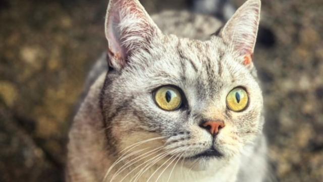 Как я полюбила кота-обманщика и к чему это привело - BBC News Русская служба
