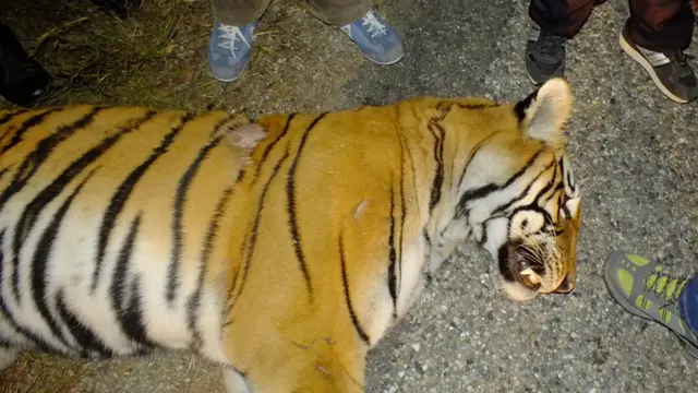 गत पुषमा बर्दिया निकुञ्जभित्र राजमार्गमा सवारीको ठक्करपछि मरेको एक बाघ