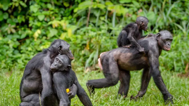 Bonobos