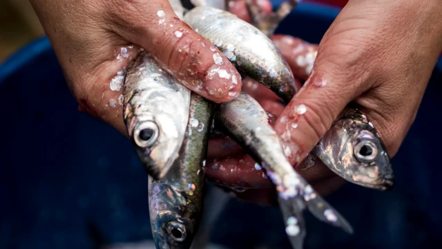 Коты не могут устоять перед запахом рыбы с тухлинкой