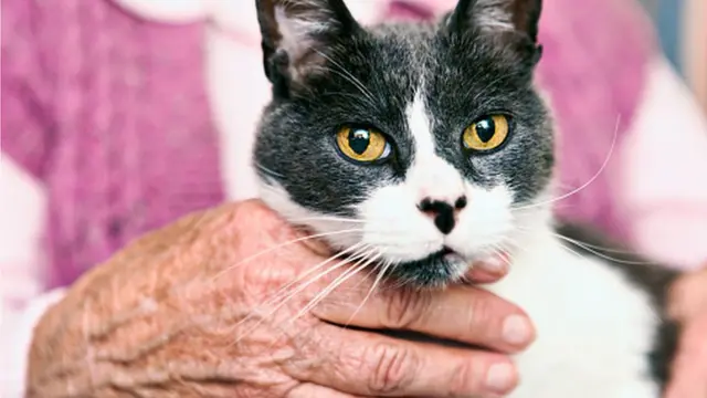 Кошка на руках