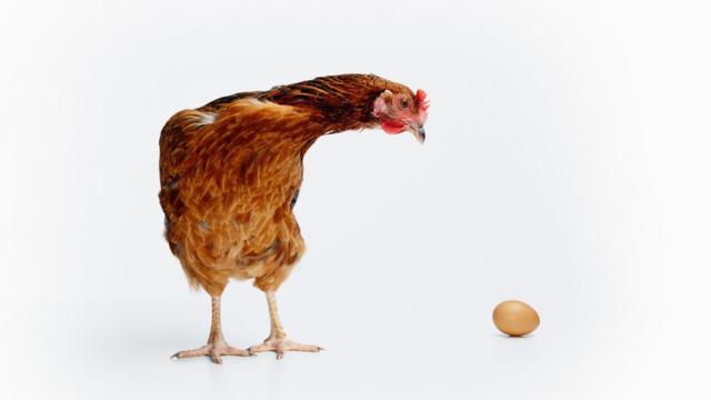 Galinha olha para um ovo