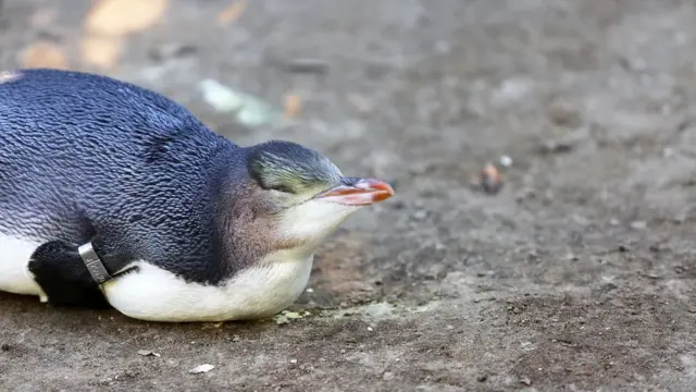 Penguin, selandia baru