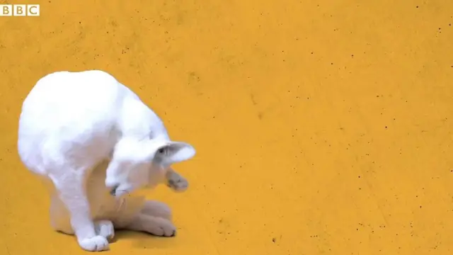Gato