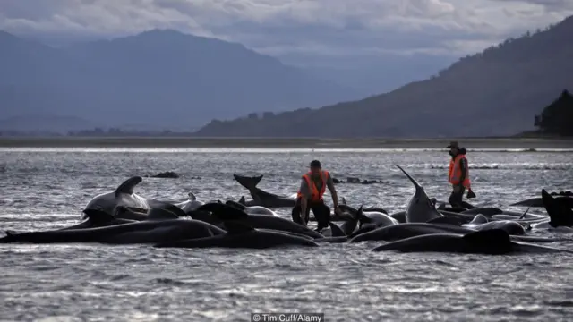 Sahilə atılan balinaların məqsədi intihar deyil