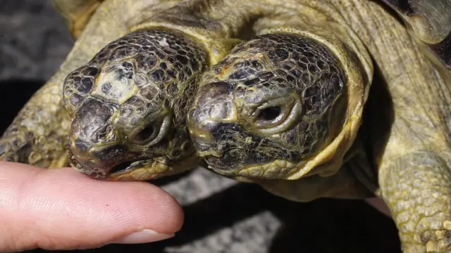 Tortuga de dos cabezas