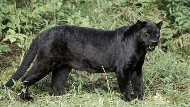 Некоторые убеждены, что видели, как в Великобритании разгуливают на воле крупные кошки