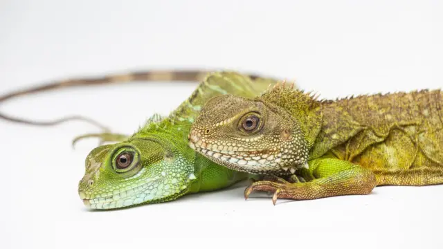 Dois dragões-d'água-chineses (Physignathus cocincinus)