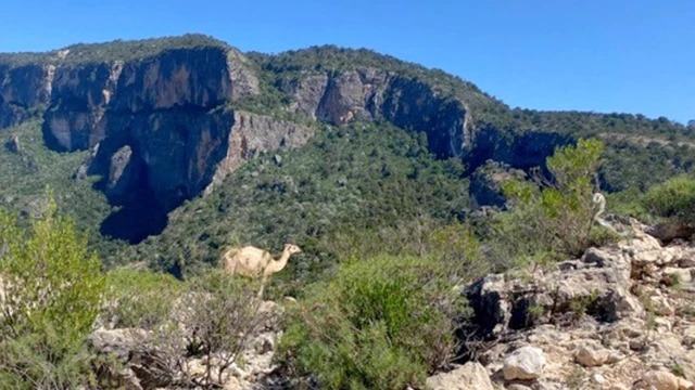 Um camelo na montanha Daallo, Somalilândia