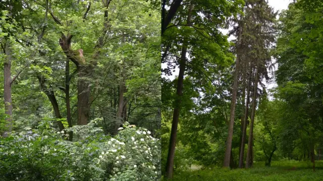Донині сторічні дерева та їх розміщення нагадують про парк в англійському стилі