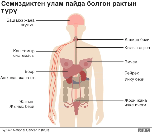Жігіттер видеода өз жыныстарын өлшеп жатыр