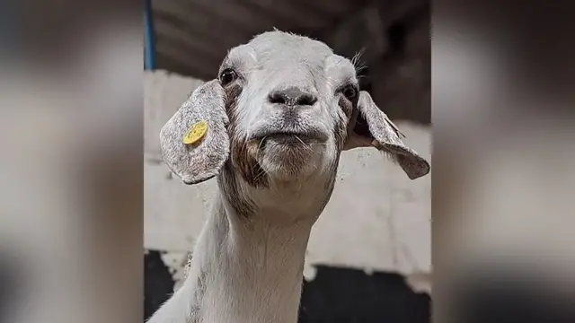 زوم میٹنگ میں شریک بکری
