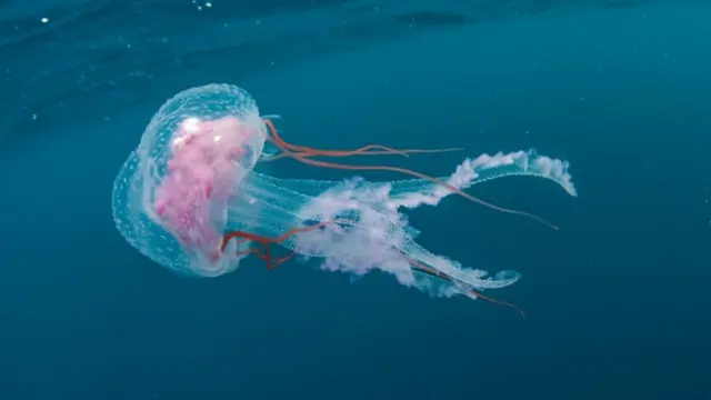 Wildestanimal/Getty
