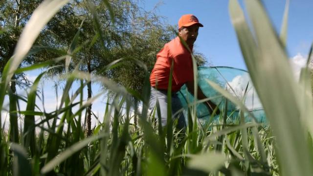 Homembet mais 365 como funcionabuscabet mais 365 como funcionainsetos