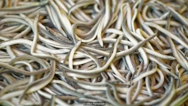 มีเรื่องเล่าขานกันว่า อันกูลาสไม่ใช่อาหารที่ชาวสเปนชื่นชอบมาก่อน แต่เคยถูกใช้เป็นอาหารสัตว์สำหรับเลี้ยงไก่และสุกร