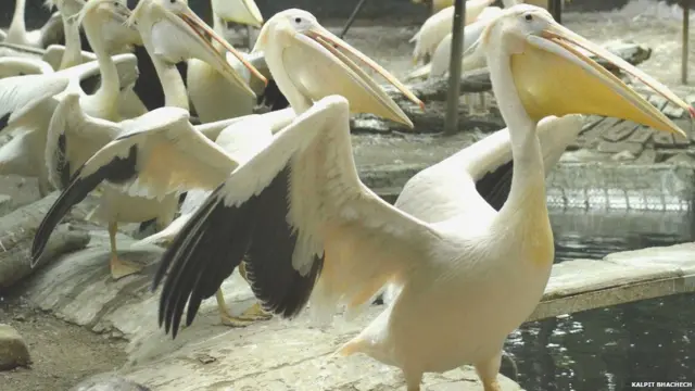 ઝુમાં જ જન્મેલા પેલિકન્સ
