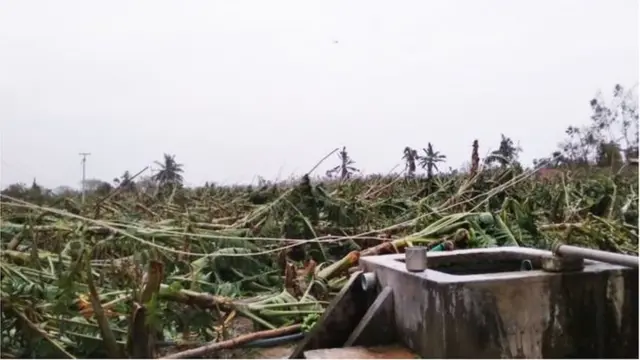 గజ తుపాను ధాటికి కూలిన అరటి తోట