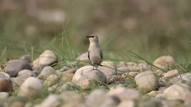 जलपक्षी