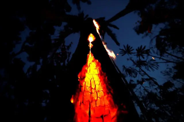 আমাজন জঙ্গলে পুড়ছে একটি গাছ।