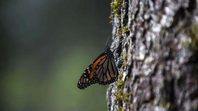 Mariposa monarca