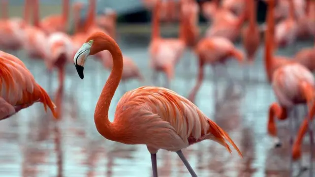 Flamingo