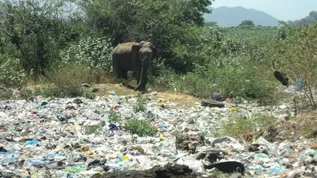 තියෙන දත්ත අනුව දැනට ලංකාව පුරා අලි ඇතුන් 500ක් පමණ කසළ ආහාරයට ගන්න හුරුවෙලා තියෙනවා