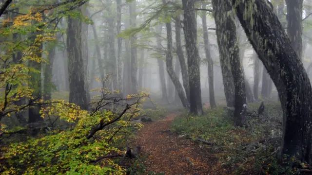 Foto de un lector de BBC Mundo por el tema "Bosques"