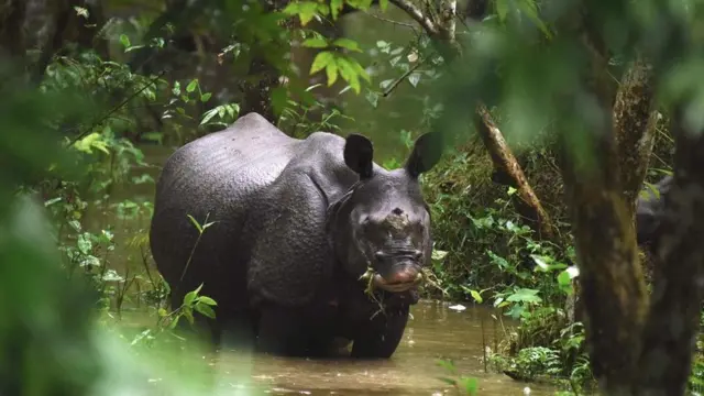 'பாம்பு, வெள்ளம், டால்பின்'- பிரம்மபுத்திரா நதியில் ஒரு பயணம்