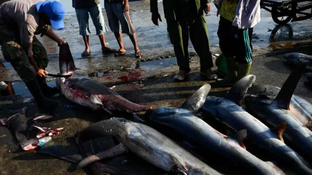 Nelayan memotong sirip hiu monyet (thresher shark) di Banda Aceh.