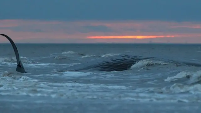 SPERM WHALE