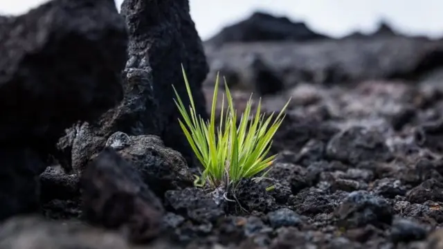 Tanaman bertahan di batu vulkanik muda.
