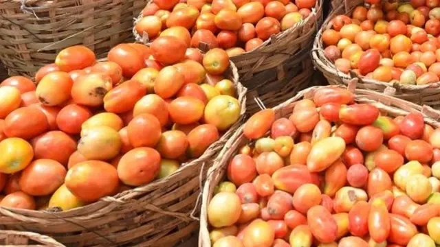 Mkpụrụ tomato