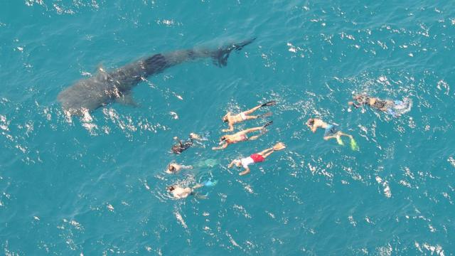 浮潜游客在西澳洲宁格鲁礁围观一头鲸鲨（资料图片）