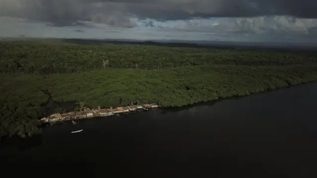 मैंग्रोव जंगल