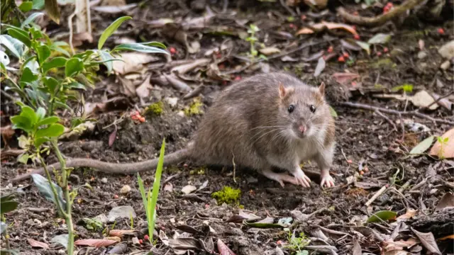 Rato