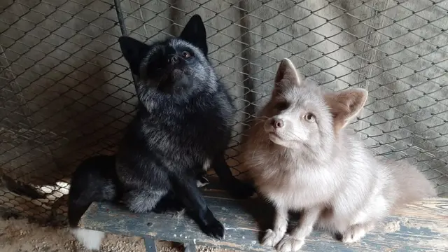Лисички