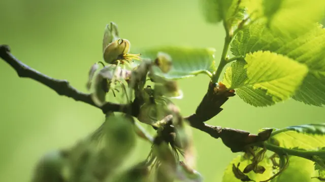 Hojitas nuevas emergiendo en un olmo, Ulmus procera