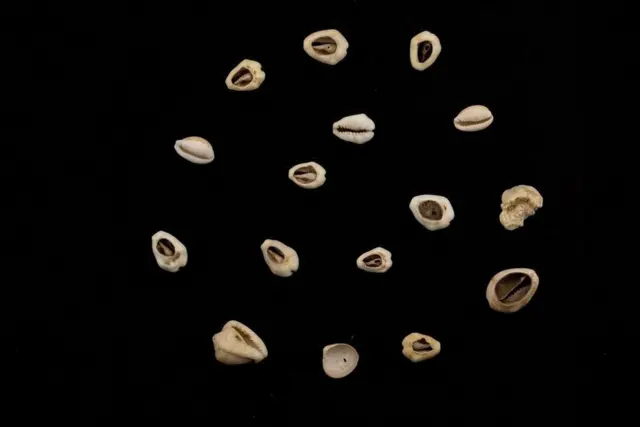 Les cauris font également partie de la collection.