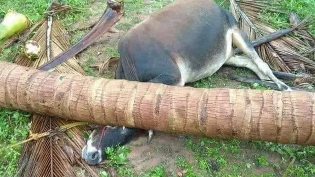 கால்நடை